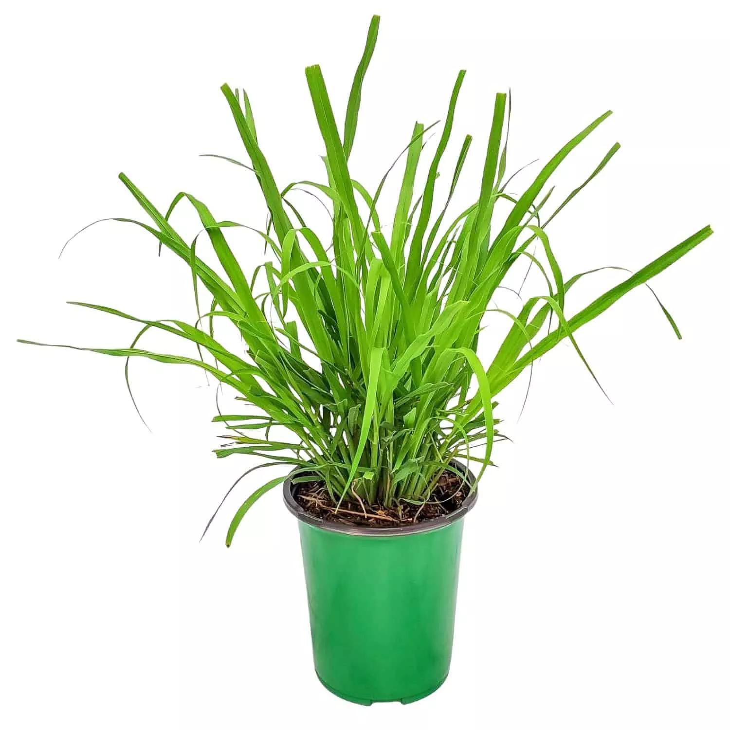 Lemongrass in 1 Gallon Nursery Pot 1 ‑Pack