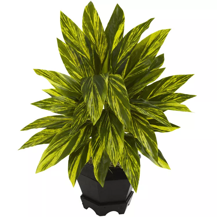 Nearly Natural Ginger Plant with Black Planter