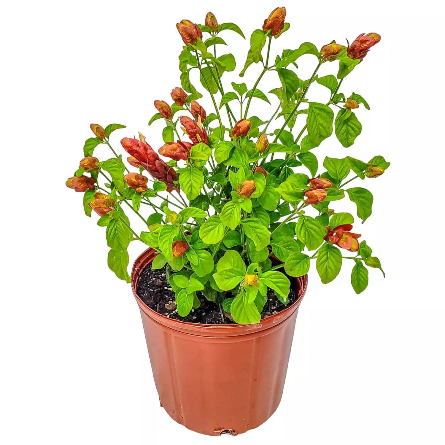 Shrimp Plant in 3 Gallon Nursery Pot 1 ‑Pack