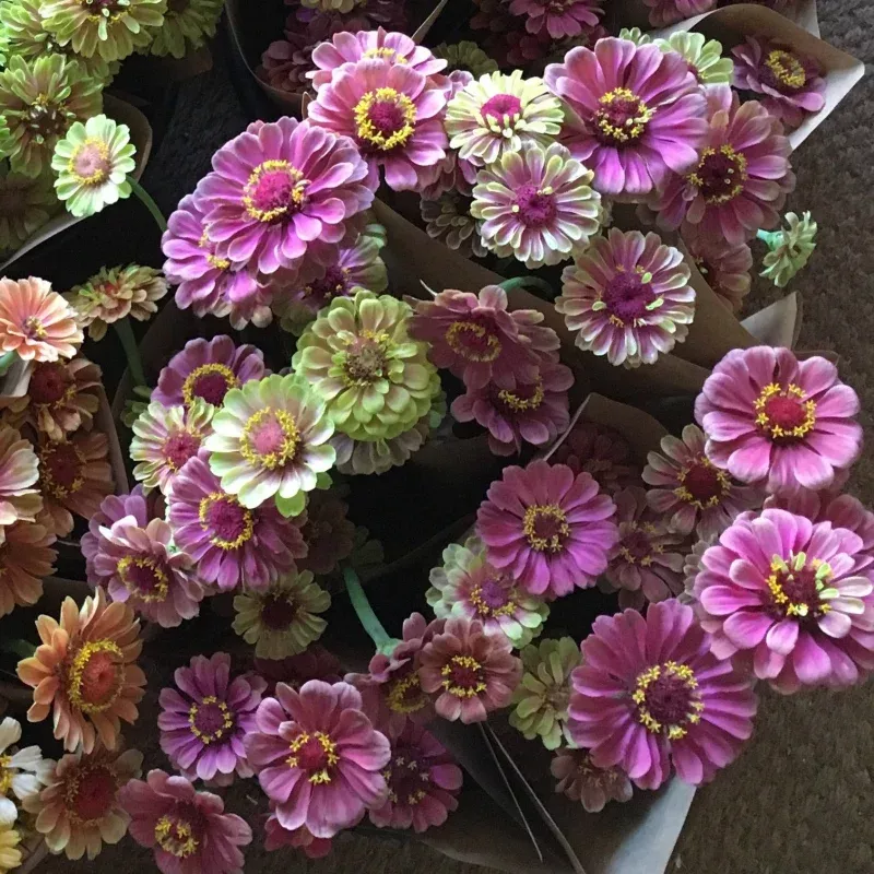 Zinnia 'Queeny Red Lime' Seeds